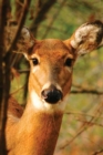 Young Deer Blank Journal - Book