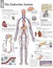 Endocrine System Paper Poster - Book
