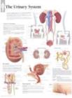 Urinary System Laminated Poster - Book