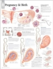 Pregnancy & Birth Laminated Poster - Book