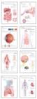 Human Anatomy Chart Pack - Book