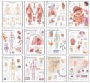 Body Systems Chart Set - Book