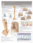 Bone & Bone Growth Laminated Poster - Book