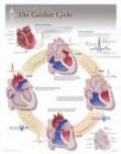 Cardiac Cycle Laminated Poster - Book