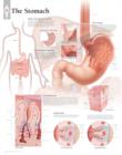 Stomach Laminated Poster - Book