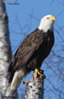 Eagle Perched Blank Journal - Book