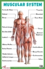 Muscular System : Human Body Charts - Book