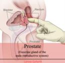 Prostate (Exocrine gland of the male reproductive system) - eBook