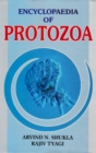 Encyclopaedia of Protozoa (How To Know Protozoa) - eBook