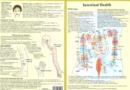 Intestinal Health -- Double Sided A4 - Book