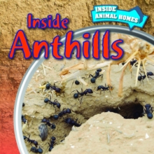 Inside Anthills