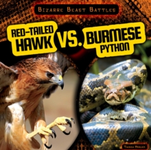 Red-Tailed Hawk vs. Burmese Python
