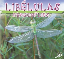 Libelulas : Dragonflies
