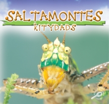 Saltamontes : Katydids