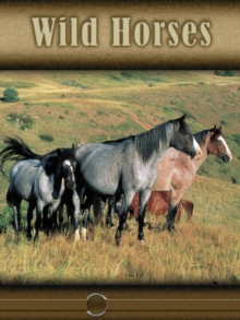 Wild Horses : Eye to Eye with Horses