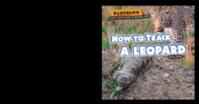 How to Track a Leopard