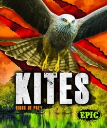 Kites : Birds of Prey