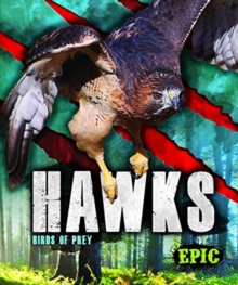 Hawks : Birds of Prey
