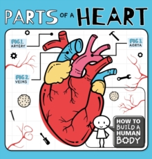 Parts of a Heart