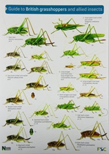 Guide to British Grasshoppers and Allied Insects