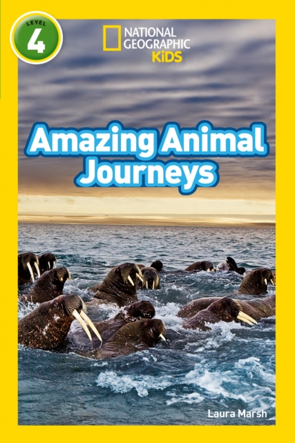 Amazing Animal Journeys : Level 4, Paperback / softback Book