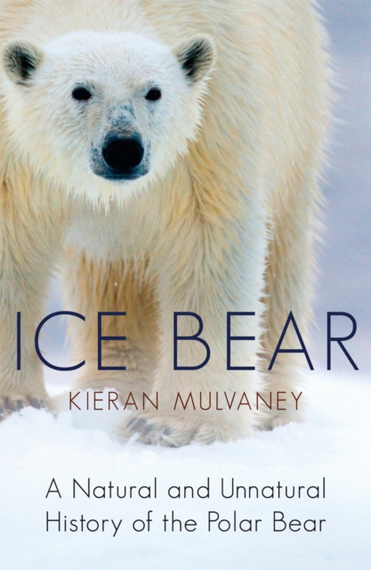 Ice Bear : A Natural and Unnatural History of the Polar Bear, Paperback / softback Book