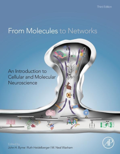 From Molecules to Networks : An Introduction to Cellular and Molecular Neuroscience, Hardback Book