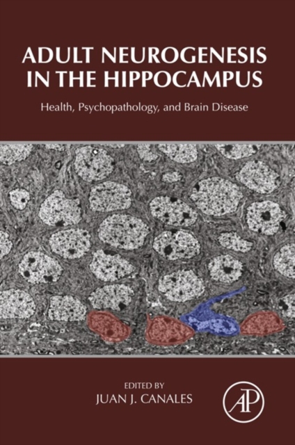 Adult Neurogenesis in the Hippocampus : Health, Psychopathology, and Brain Disease, EPUB eBook