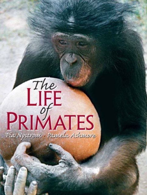 The Life of Primates : How Much Like Us?, Paperback Book