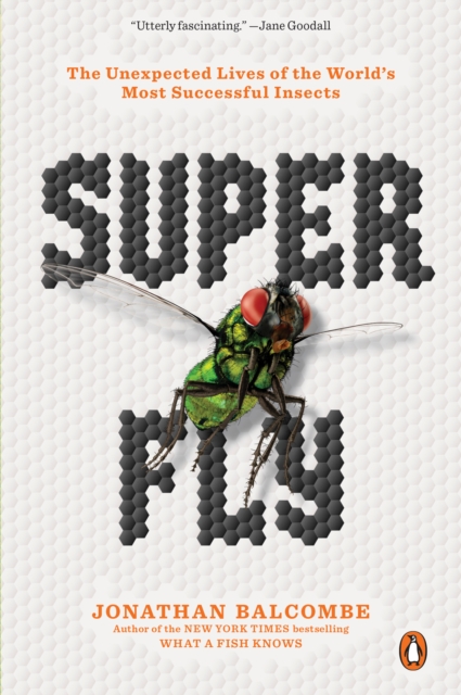 Super Fly : The Unexpected Lives of the World's Most Successful Insects, Paperback / softback Book