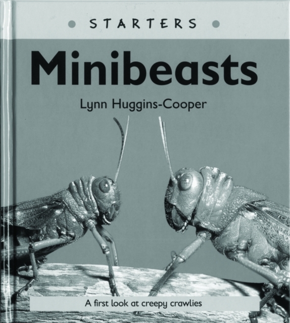 Read Write Inc. Comprehension: Module 24: Children's Books: Mini Beasts Pack of 5 books, Multiple copy pack Book