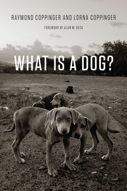 What Is a Dog?, Hardback Book