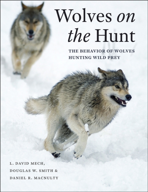 Wolves on the Hunt : The Behavior of Wolves Hunting Wild Prey, Hardback Book
