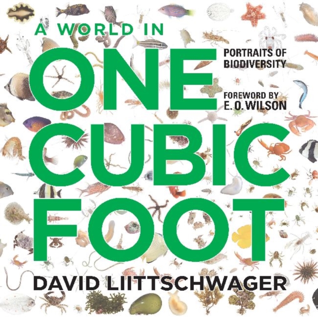A World in One Cubic Foot : Portraits of Biodiversity, Hardback Book