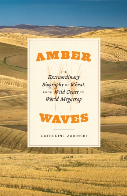 Amber Waves : The Extraordinary Biography of Wheat, from Wild Grass to World Megacrop, EPUB eBook
