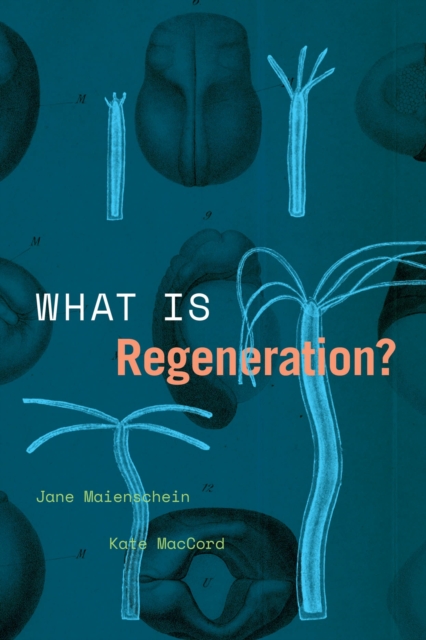 What Is Regeneration?, Paperback / softback Book