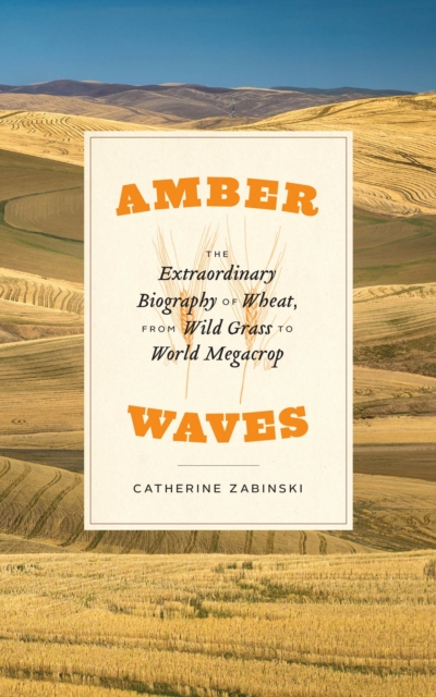 Amber Waves : The Extraordinary Biography of Wheat, from Wild Grass to World Megacrop, Paperback / softback Book