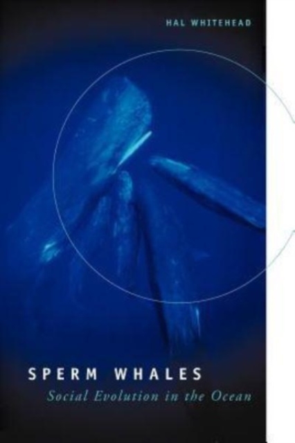 Sperm Whales : Social Evolution in the Ocean, Hardback Book