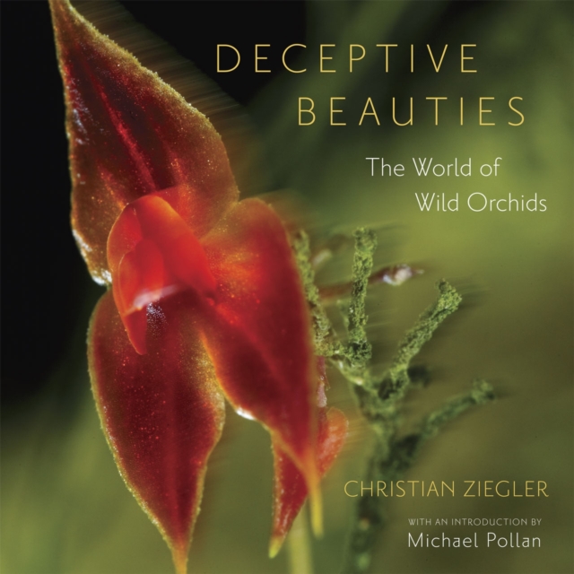 Deceptive Beauties : The World of Wild Orchids, Hardback Book