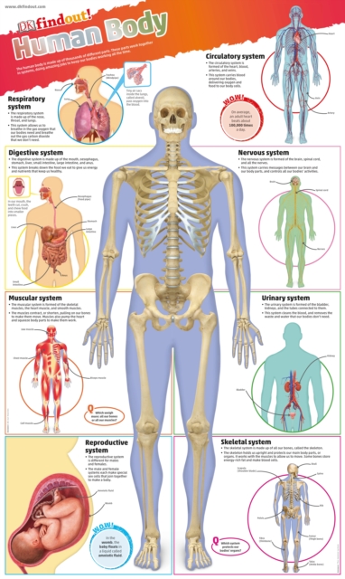 DKfindout! Human Body Poster, Wallchart Book