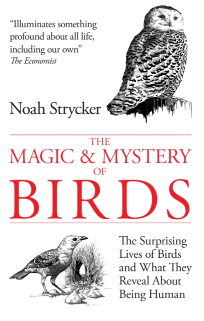 The Magic & Mystery of Birds : The Surprising Lives of Birds and What They Reveal About Being Human, EPUB eBook