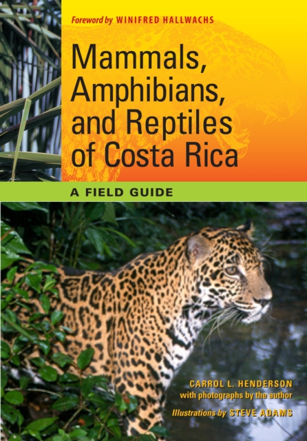 Mammals, Amphibians, and Reptiles of Costa Rica : A Field Guide, Paperback / softback Book
