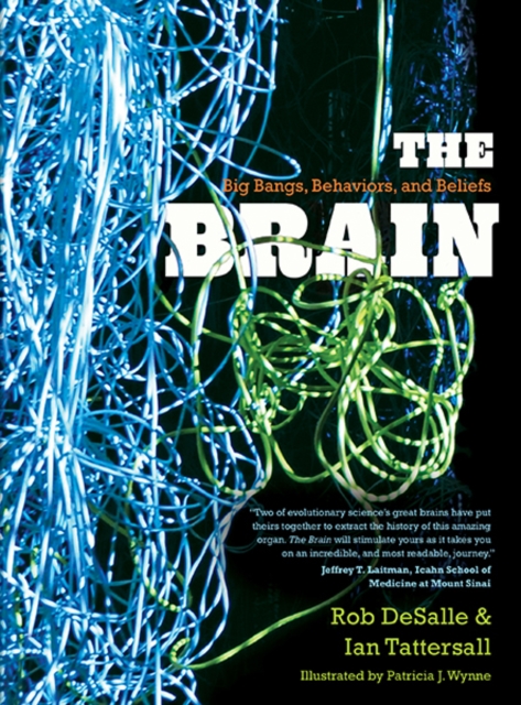 The Brain : Big Bangs, Behaviors, and Beliefs, Paperback / softback Book