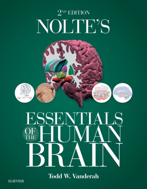 Nolte's Essentials of the Human Brain E-Book : Nolte's Essentials of the Human Brain E-Book, EPUB eBook