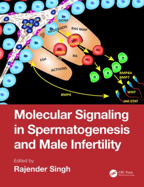 Molecular Signaling in Spermatogenesis and Male Infertility, Hardback Book