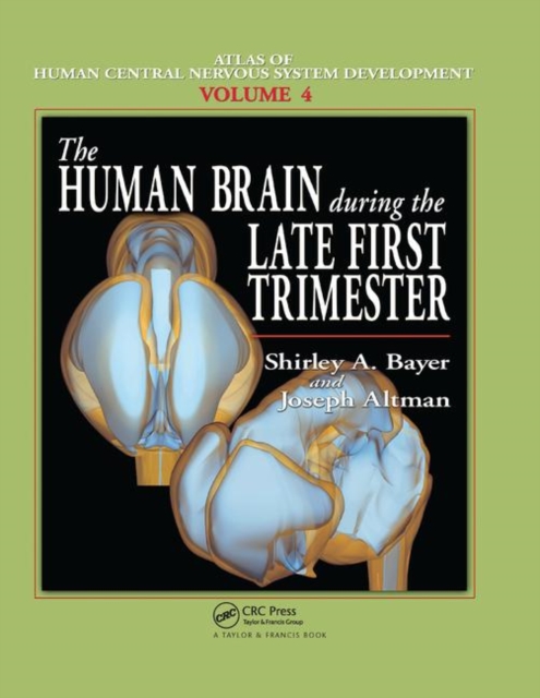 The Human Brain During the Late First Trimester, Paperback / softback Book