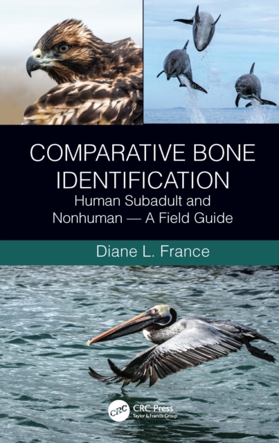 Comparative Bone Identification : Human Subadult and Nonhuman - A Field Guide, Paperback / softback Book