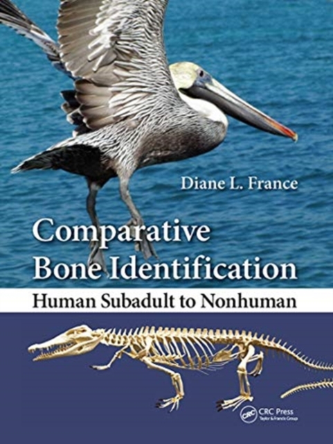 Comparative Bone Identification : Human Subadult to Nonhuman, Paperback / softback Book