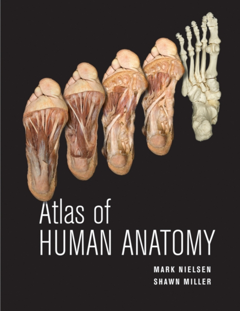 Atlas of Human Anatomy, Paperback / softback Book