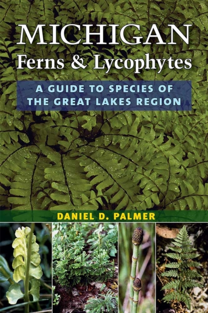 Michigan Ferns and Lycophytes : A Guide to Species of the Great Lakes Region, Paperback / softback Book